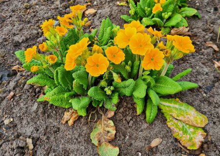 Photo for Primula is bright yellow in the garden and flowerbeds on warm spring days. - Royalty Free Image