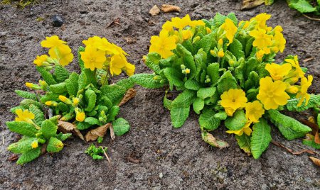 Photo for Primula is bright yellow in the garden and flowerbeds on warm spring days. - Royalty Free Image