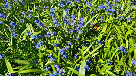 Photo for Scilla bloomed with small blue flowers in the spring in the forest. - Royalty Free Image