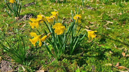 Foto de Hermosos narcisos amarillos crecieron en el césped fuera del pueblo en primavera. - Imagen libre de derechos