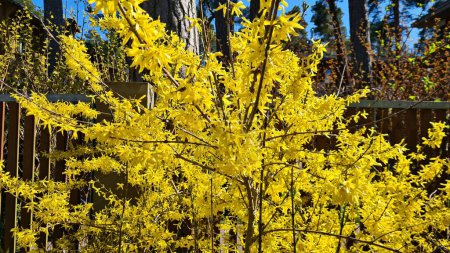 Foto de El arbusto de Forsythia florece con hermosas flores amarillas inusuales a principios de primavera. - Imagen libre de derechos