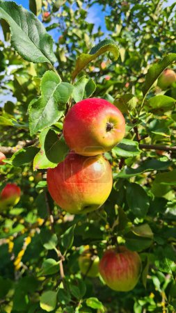 Foto de Grandes manzanas maduras hermosas en las ramas en el jardín en otoño. - Imagen libre de derechos
