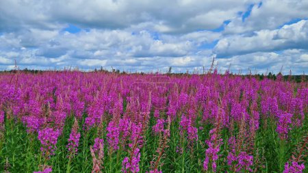Foto de Iván-té florece maravillosamente con flores lila en los campos y prados en el verano. - Imagen libre de derechos