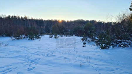 Mañana fría de invierno en el bosque con árboles cubiertos de nieve y tierra.