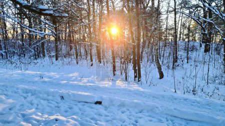 Kalter Wintermorgen im Wald mit schneebedeckten Bäumen und Boden.