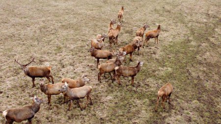 Small herd of deer grazes on field in early spring.
