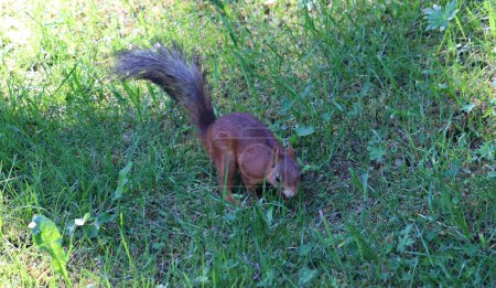 L'écureuil solitaire traverse l'herbe verte dans la forêt par une journée ensoleillée.
