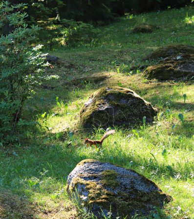 Lonely squirrel runs through the green grass in forest on sunny day.
