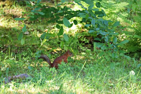 Einsames Eichhörnchen läuft an sonnigen Tagen durch das grüne Gras im Wald.