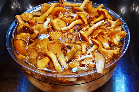 Cantharellus cibarius is collected in large quantities in Latvian coniferous forests.