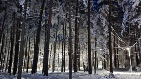 Wald mit hohen Bäumen ist im frostigen Winter stark mit flauschigem weißen Schnee bedeckt.