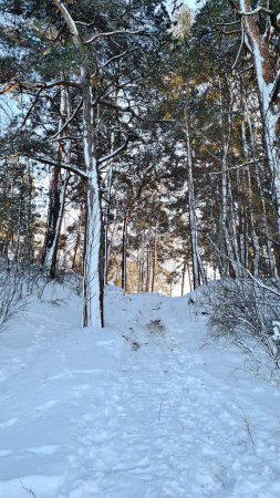 Forest with tall trees is heavily covered with fluffy white snow in frosty winter.