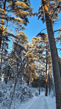 Bosque con árboles altos está fuertemente cubierto de nieve blanca esponjosa en invierno helado.