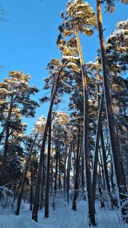 Forêt avec de grands arbres est fortement recouvert de neige blanche duveteuse en hiver givré.