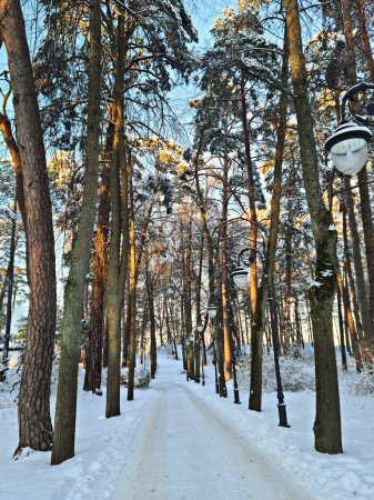 Forest with tall trees is heavily covered with fluffy white snow in frosty winter.