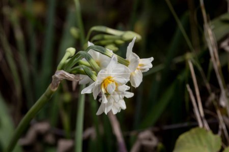 Photo for Delicate, wild growing, blooming narcissus blooms in the mountains on a winter day close-up - Royalty Free Image