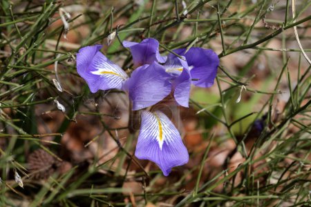 Flora of Greece. A rare, gentle iris (Iris unguicularis subsp. angustifolia) grows in the mountains close-up on a winter day