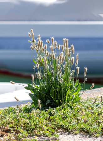 Heilwegerich (Plantago lanceolata) wächst an einem sonnigen Frühlingstag dicht an der Straße 