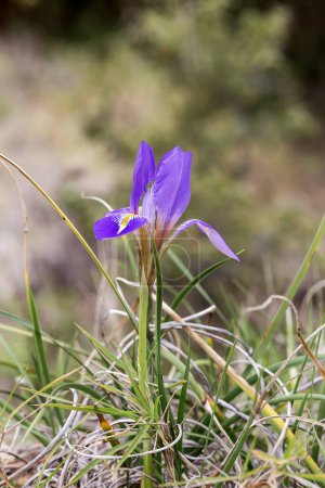 Flora of Greece. A rare, gentle iris (Iris unguicularis subsp. angustifolia) grows in the mountains close-up on a winter day