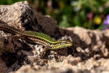 Animals. A nimble Erhard's Wall Lizard (Podarcis erhardii naxensis) sits in a stones close-up on a spring day.