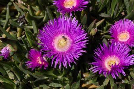The plant (Carpobrotus edulis) blooms with pink flowers on a spring day close-up (Greece)