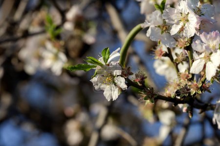 Wild almond with blooming flowers is growing against the blue sky on a sunny spring day.
