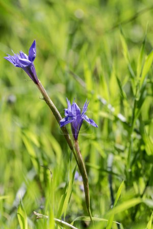 Flora of Greece. A rare, spring iris (Moraea sisyrinchium) grows on a meadow close-up on a sunny day