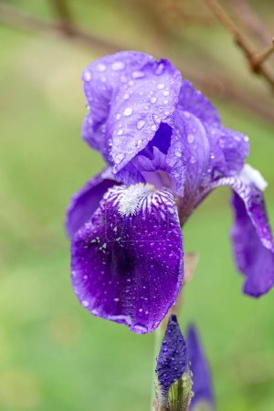 Un delicado, jardín, iris azul (Iridaceae) crece en un macizo de flores en un día lluvioso, nublado, primavera, primer plano