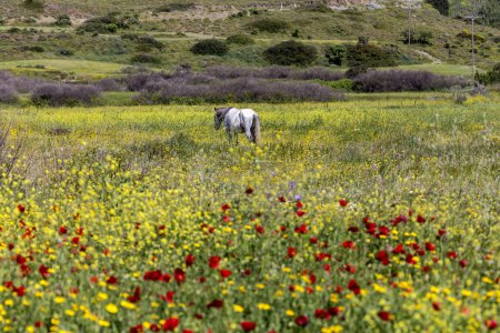 Little horse of Skyros (Equus Cabalus Skyriano) smallest breed in the world (Greece) grazing in the spring meadow
