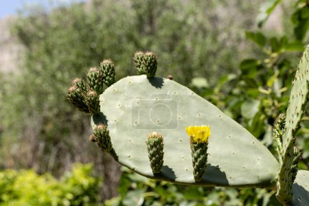 Edible cactus - prickly pear (Opuntia) with fruits growing outdoors in the countryside close-up in the spring