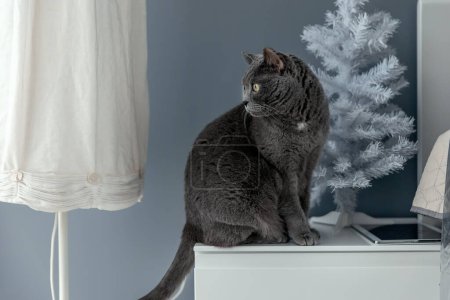 Photo for A large British cat sits on a bedside table near a floor lamp and looks away - Royalty Free Image