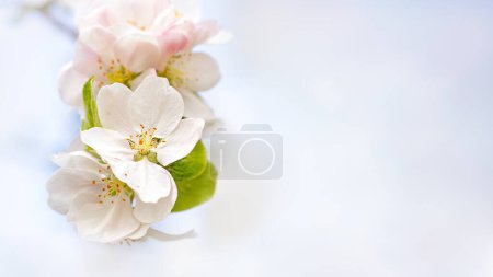 Foto de Fondo suave primavera, postal. Lugar para el texto. Manzano en flor sobre un fondo claro. - Imagen libre de derechos