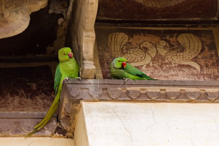 Téléchargez les photos : Deux perroquets verts assis sur un temple en Inde - en image libre de droit