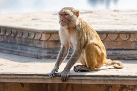 Foto de Un mono se sienta en las escaleras cerca del río - Imagen libre de derechos