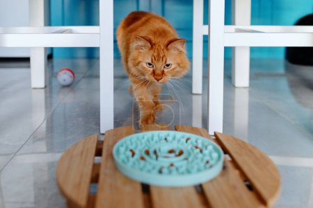 Foto de El gato va a un tazón de comida seca. - Imagen libre de derechos