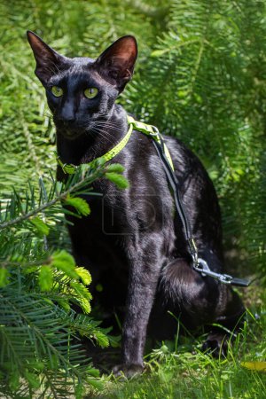 Foto de Gato oriental negro con una correa en el bosque. - Imagen libre de derechos