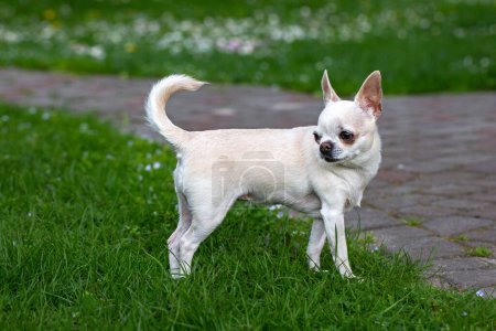 Foto de Chihuahua se para sobre la hierba y mira hacia otro lado - Imagen libre de derechos