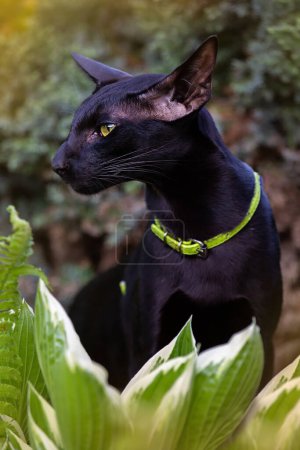 Foto de Retrato de un gato oriental negro con un collar verde de perfil - Imagen libre de derechos