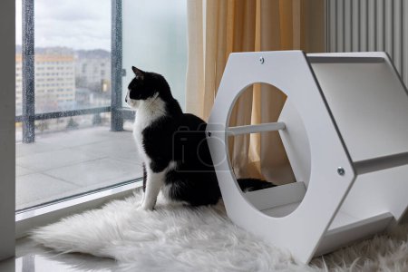 Foto de El gato se sienta en una alfombra de piel en la habitación y mira por la ventana - Imagen libre de derechos