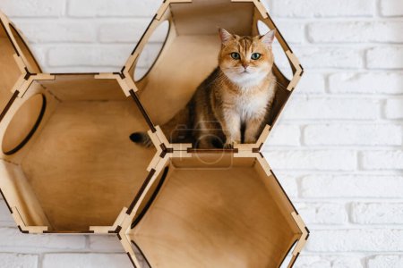 Foto de Británico taquigrafía gato (oro chinchilla) sentado en un gato casa en un blanco ladrillo pared - Imagen libre de derechos