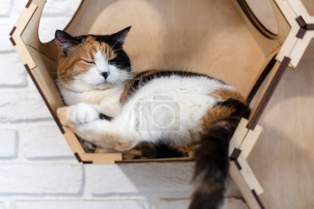 Foto de Un gato tricolor duerme en los estantes hexagonales. Complejo de juego para gatos - Imagen libre de derechos