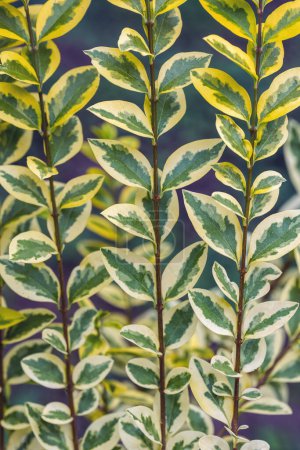 Photo for Vertical plant background. Bush - ligustrum - Royalty Free Image