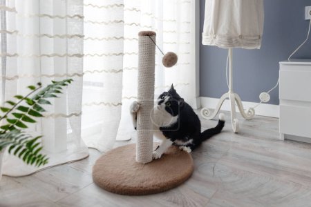 Foto de Un gato blanco y negro juega con una pelota en un poste cerca de la ventana - Imagen libre de derechos