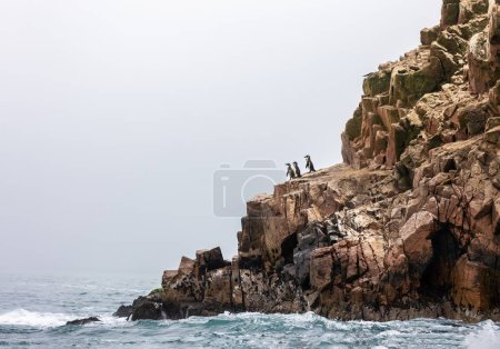 Photo for Penguins on the rocks. Ballestas Islands (Paracas).Peru - Royalty Free Image