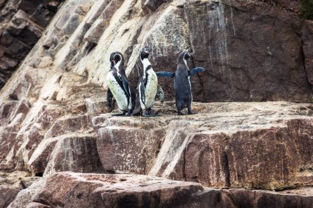 Téléchargez les photos : Des pingouins sur les rochers. Îles Ballestas (Paracas) .Pérou - en image libre de droit