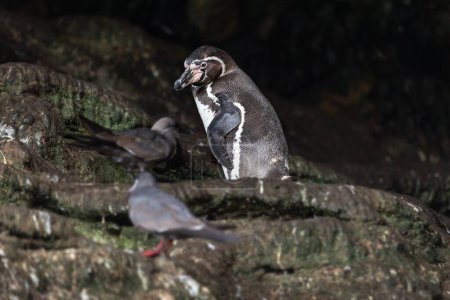 Téléchargez les photos : Le pingouin est dans une grotte. Îles Ballestas (Paracas). Pérou. - en image libre de droit