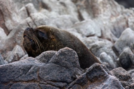 Téléchargez les photos : Un otarie dort sur les rochers de l'île Ballestas (Paracas). Pérou. - en image libre de droit
