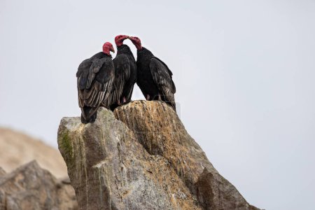 Téléchargez les photos : Les vautours turcs sont assis sur un rocher .Ballestas Islands (Paracas) .Pérou - en image libre de droit