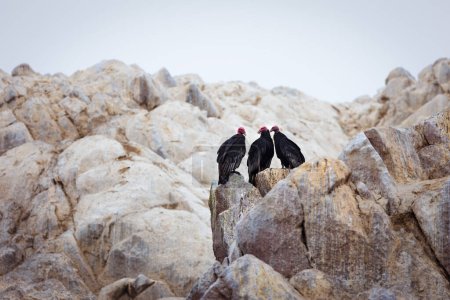 Téléchargez les photos : Les vautours dindes sont assis dans les rochers. Îles Ballestas (Paracas). Pérou. - en image libre de droit