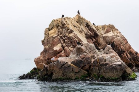 Téléchargez les photos : Les vautours dindes sont assis dans les rochers. Îles Ballestas (Paracas). Pérou. - en image libre de droit